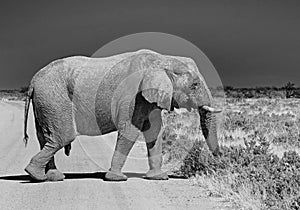 Isolated Elphant walking across a track road