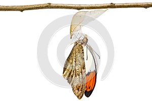 Isolated emerged great orange tip butterfly Anthocharis cardam