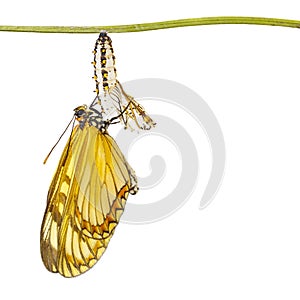 Isolated emerged yellow coster butterfly Acraea issoria and