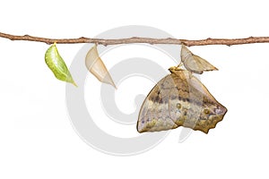 Isolated emerging and chrysalis of common duffer butterfly Dis photo