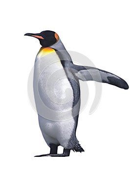 Cisár tučniak 