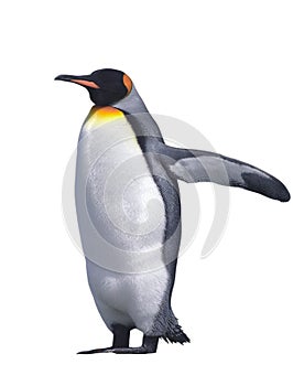 Isolated emperor penguin