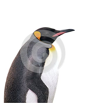 Isolated emperor penguin with clipping path