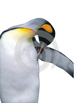 Isolated emperor penguin with clipping path