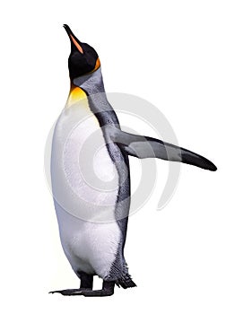 Isolated emperor penguin photo