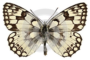 Isolated Esper's Marbled White butterfly