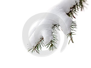 Isolated evergreen pine tree branch with snow