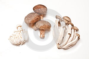 Isolated exotic mushrooms photo