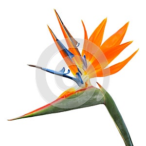 Isolated exotic tropical flower of Strelitzia reginae or bird of paradise