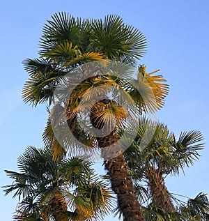 Isolated exotic tropical palm trees against blue sky background.