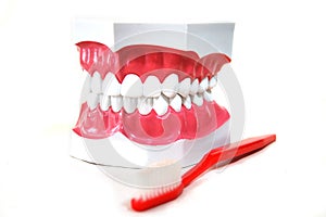 Isolated fake teeth (dentures) and toothbrush