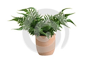 Isolated fake tropical fern plant in clay pot