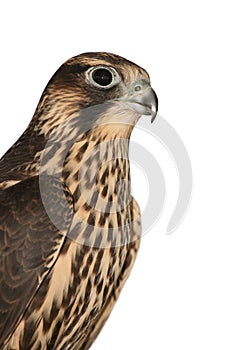 Isolated Falcon in fly