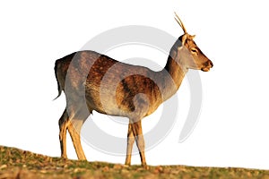Isolated fallow deer buck