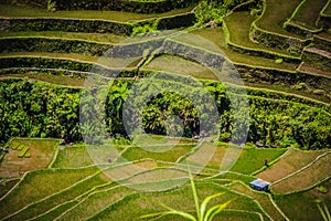 An isolated farm house on the Batad rice terraces