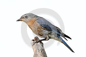 Isolated Female Bluebird On A Perch With A White Background