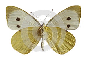 Isolated female Large White butterfly