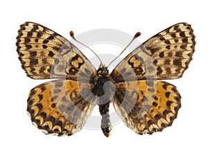 Isolated female spotted fritillary butterfly