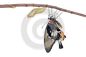 Isolated female yellow body Great mormon Butterfly with cocoon