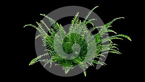 Isolated Fern In Breeze - Pre-Keyed With Alpha Channel