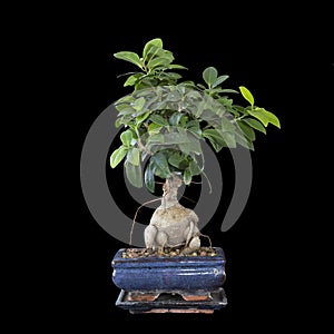 Isolated ficus ginseng bonsai