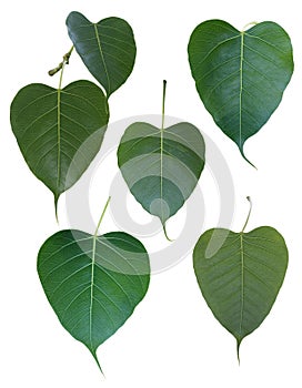 Isolated Ficus religiosa leaf.