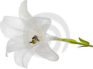 Isolated fine pure white lily bloom