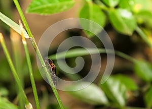 Isolated firefly resting on a blade of grass