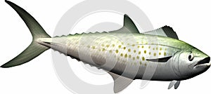 Isolated fish photo