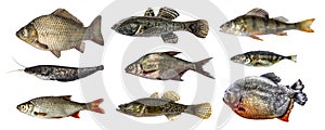 Isolated fish collection set