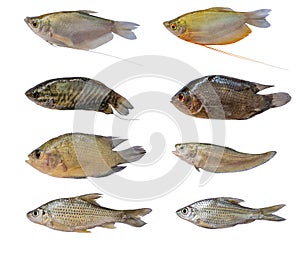 Isolated fish collection set, Many types of freshwater fish isolated on a white background