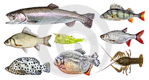 Isolated fish set, collection. Side view of live fresh fish.