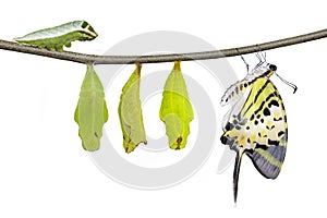 Isolated five bar swordtail butterfly life cycle (antiphates pom