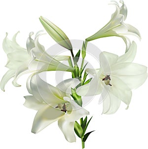 Isolated five lily white blooms and single bud