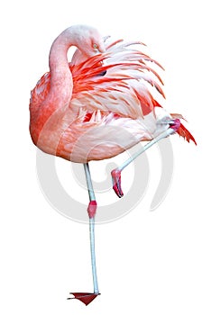 Isolated Flamingo on one leg