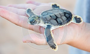 Isolated Flatback Sea Turtle