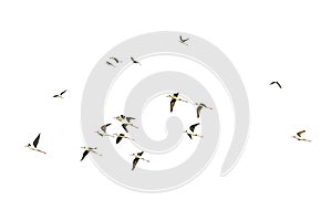 Isolated Flocks of birds flying on a white background with clipping path