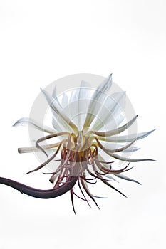 Isolated flower of Epiphyllum Oxipetalum or Dama de Noche photo