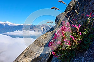 Isolated flower growing on a steep rock wall over the clouds