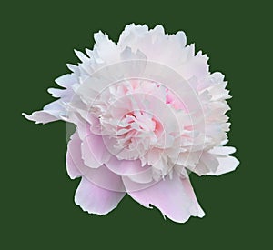 Isolated peonia flower photo