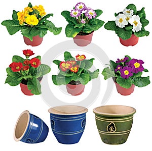 Isolated flower in pot