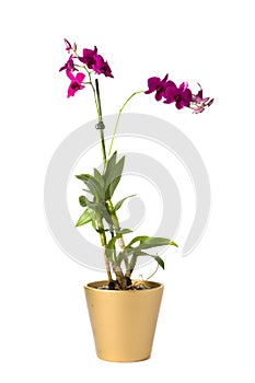 Isolated flower in pot