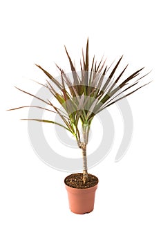 Isolated flower in pot