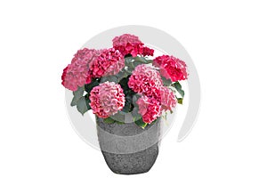 Isolated flower in pot