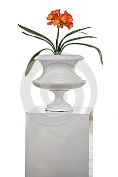 Isolated flower pot