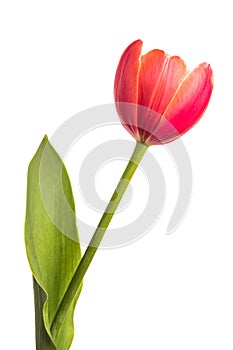 Isolated flower. Red single tulip on white background