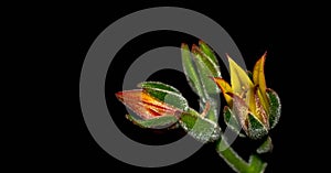 Isolated flower of succulent plant on black background.