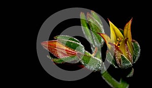 Isolated flower of succulent plant on black background.