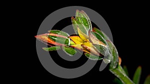 Isolated flower of succulent plant on black background.