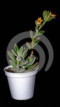 Isolated flower of succulent plant on black background.